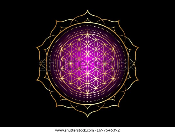 Flower of Life, Yantra Mandala in the lotus flower,\
Sacred Geometry. Bright golden symbol of harmony and balance.\
Mystical gold shiny talisman in purple color, vector isolated on\
black background 