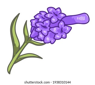Flower with lilac blooming, spring and summer blossom of plant. Isolated icon of plant, botany and environmental. Lavender freshness and aromatic smell, bouquet for present. Vector in flat style
