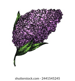 flower lilac hand drawn. floral purple, line drawing, botanical art flower lilac vector sketch. isolated color illustration