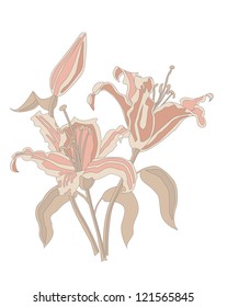 Flower of lily with bud and leaves.Vector