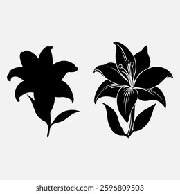 flower lily delicate decoration floral nature petals vector illustration 