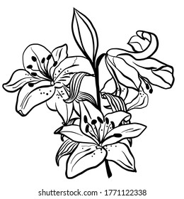 Ilustración vectorial dibujada a mano de lirio floral aislada en fondo blanco 