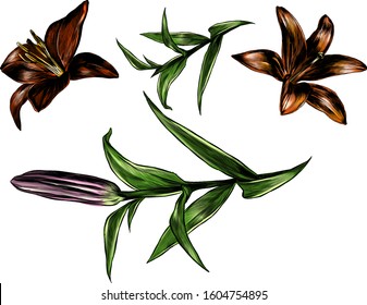 flower Lily set of elements Bud blooming and leaves, sketch vector illustration in graphic style on white background