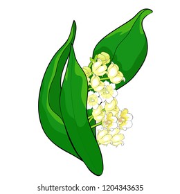 flower lily of the valley vector illustration