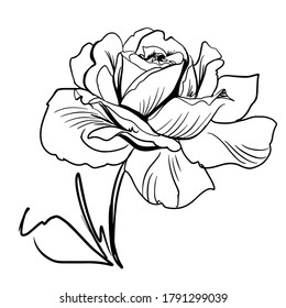 Flower line art. Minimalistic contour drawing. Line art work. Han drawn flower illustration