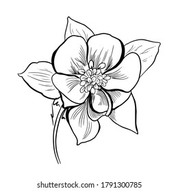 Flower line art. Minimalistic contour drawing. Line art work. Han drawn flower illustration