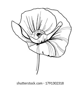 Flower line art. Minimalistic contour drawing. Line art work. Han drawn flower illustration