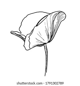 Flower line art. Minimalistic contour drawing. Line art work. Han drawn flower illustration