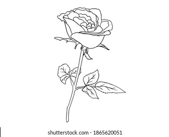 Beautiful Single Pink Rose Flower Isolated Stock Vector (Royalty Free ...
