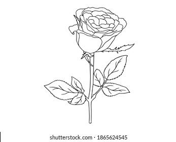 Flower Line Art.  You use on greeting card, frame, shopping bags, wall art, wedding invitation, decorations, and t-shirts
