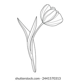 Flower. Linear flowers. Botany. Abstract linear flower. Vector illustration of a flower