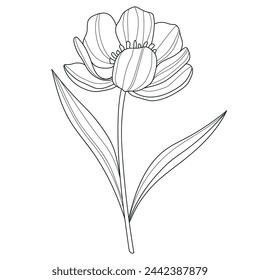 Flower. Linear flowers. Botany. Abstract linear flower. Vector illustration of a flower