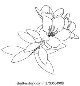 Ilustración de líneas de flores. Flor vector abstracta sobre el fondo blanco