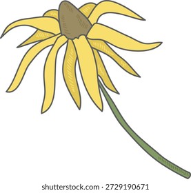 Blume mit langen, hängenden Blütenblättern und gebogenem Stiel, handgezeichnet mit sauberem Umriss und subtiler Schlüpfung. Symbol für Zerbrechlichkeit, Verblassen, Melancholie und Naturschutz. Cartoon, Vektorgrafik.