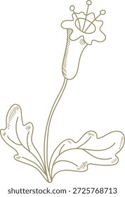 Flor com haste longa, flor florida e folhas largas desenhadas em traços de contorno limpo. Símbolo de crescimento, elegância, natureza e pureza para marca e decoração. Ilustração de vetor de desenhos animados.