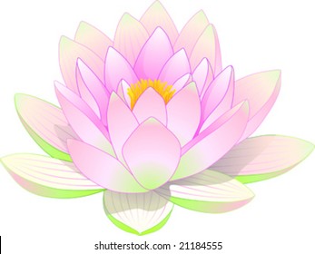 flower of lotus