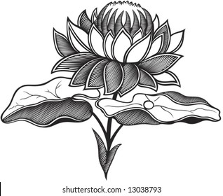 flower of lotus, black and white vector illustration