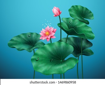 Flower of lotus with leaves on blue background. Banner for pink beautiful plant and leaf with water drops. Blossom of natural decorative plant. Egyptian bean, Indian or sacred lotus. China decoration