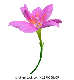 Flower low poly. Beautiful fragrant flower. Wonderful Flower. Elements for label design. Flower in triangulation technique. 