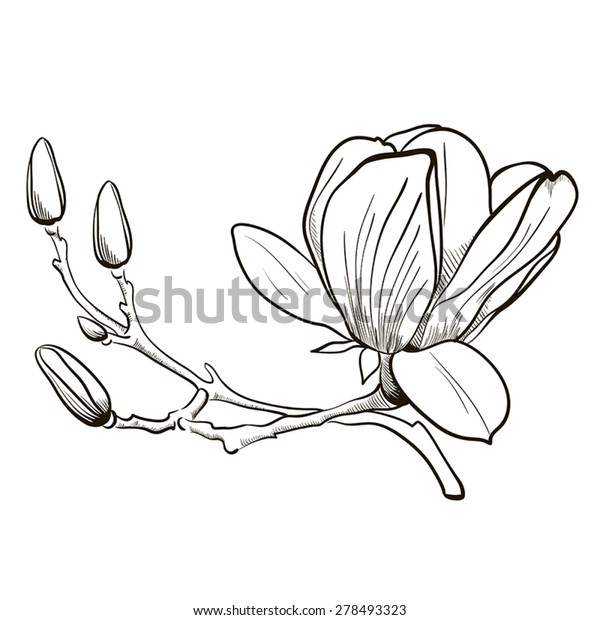 Flower Magnolia Stock Vector (Royalty Free) 278493323