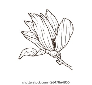 Flower magnolia hand drawn line art. Floral sketch of branch and bud. Botanical spring blossom for wedding invitation card template. Vector outline illustration