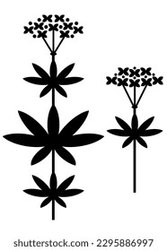 Flower of maitrank or sweet woodruff or asperula odorata. Vector icon and silhouette in black.