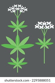 Flower of maitrank or sweet woodruff or asperula odorata. Colorful vector icon illustration