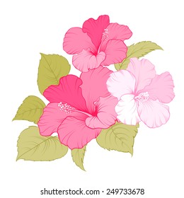 Flower of mallow on a white background. Vector illustration