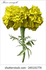 Flower marigold. Hand draw.