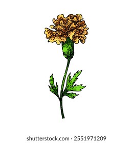 flower marigold hand drawn. plant garden, bloom yellow, petals annual flower marigold vector sketch. isolated color illustration