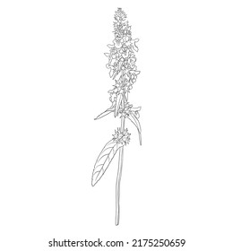 flower of marsh woundwort, hedge-nettle, Stachys palustris, vector drawing wild plant isolated at white background , hand drawn botanical illustration