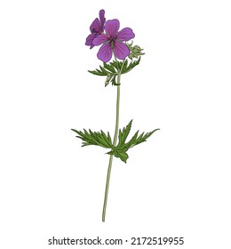 flower of meadow crane's-bill, Geranium pratense, vector drawing wild plant isolated at white background , hand drawn botanical illustration