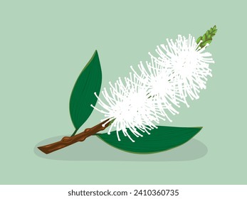 Flower of Melaleuca cajuputi, Weeping paperbark, Long-leaved paperbark, White paperbark, White wood, White Samet or Cajuput, Hand drawn, Vector illustration.