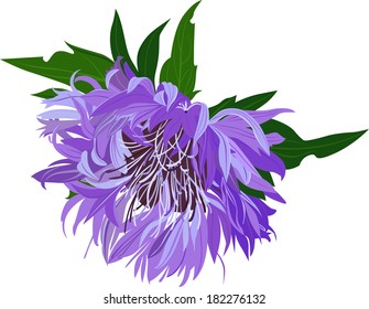 flower Milk thistle isolated on white background