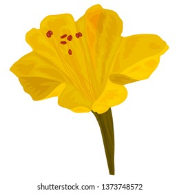 The flower Mirabilis yellow color in the style of complex flet. Isolated on white background. Vector image for botanical design.