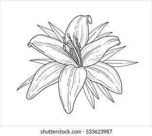 Flower monochrome vector illustration. Beautiful tiger lilly isolated on white background. Element for design of greeting cards and invitations