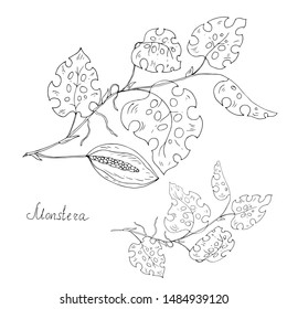 Flower monstera. Line drawing. Vector illustration.