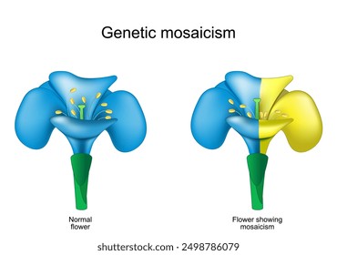 Mosaicismo floral. Mutación genética. Plantas quiméricas. Flor azul con mutación somática amarilla. Edición del genoma. Mosaico genético. Ilustración vectorial