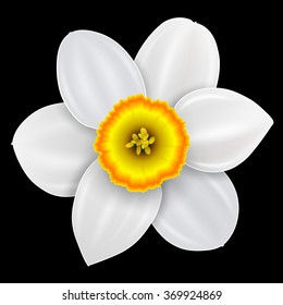 Flower narcissus, spring white flower isolated, vector illustration.