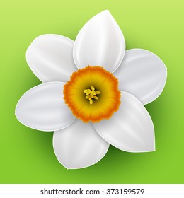 Flower narcissus, spring white flower, vector illustration.