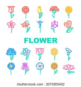 Flower Natural Aromatic Plant Icons Set Vector. Rose And Iris, Hydrangea And Carnation, Chrysanthemum And Lisianthus Aroma Blossom Flower Line. Gladiolus And Anthurium Flora Color Illustrations