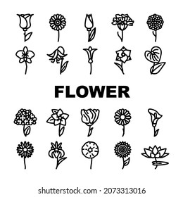 Flower Natural Aromatic Plant Icons Set Vector. Rose And Iris, Hydrangea And Carnation, Chrysanthemum And Lisianthus Aroma Blossom Flower. Gladiolus And Anthurium Flora Black Contour Illustrations