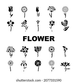 Flower Natural Aromatic Plant Icons Set Vector. Rose And Iris, Hydrangea And Carnation Chrysanthemum And Lisianthus Aroma Blossom Flower. Gladiolus Anthurium Flora Glyph Pictograms Black Illustrations