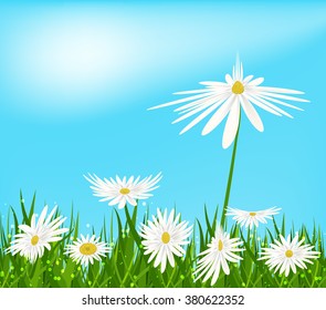 Flower nature background. Chamomile bloom