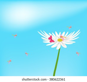 Flower nature background. Chamomile bloom