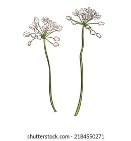 flower of neapolitan garlic, Allium neapolitanum, vector drawing wild plant isolated at white background , hand drawn botanical illustration