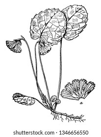 The flower of Oconee Bells has 5 petals which are white to rose-purple. The flower usually nods on the scape. The margins of the petals may be toothed, laciniate, or fringed, vintage 