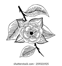 Flower on a branch of a black-white