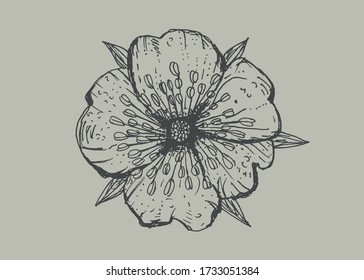Flower on a gray background. Hand drawing. Vector. You can use it to design maps, clothing, banners, and office supplies. 