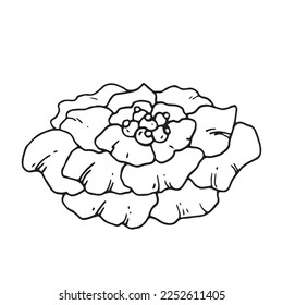 flower on isolated white background
